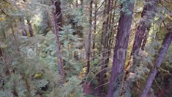 北加利福尼亚红木森林的空中拍摄视频的预览图