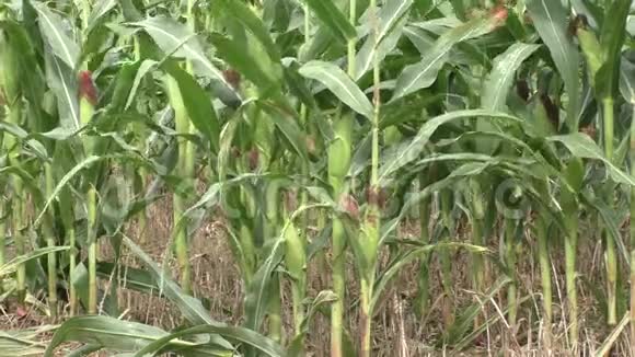 干旱肆虐的农田玉米地视频的预览图