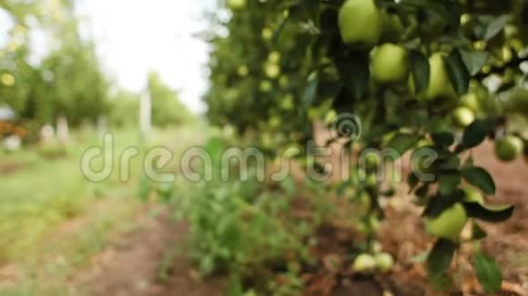 花园里苹果树树枝上的绿苹果视频的预览图