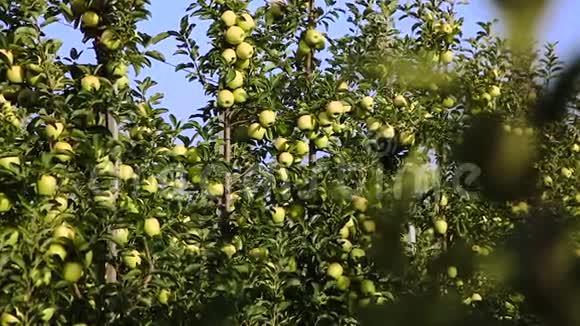 花园里苹果树树枝上的绿苹果视频的预览图