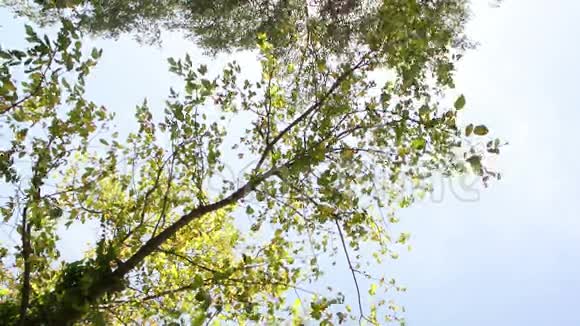 法国马赛龙尚公园绿树视频的预览图
