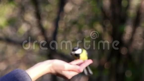 鸟儿用手吃种子视频的预览图