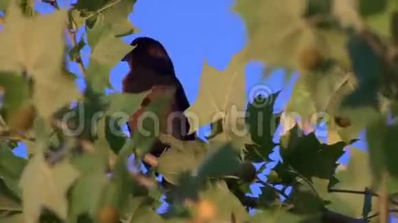 红翅黑鸟雌性在树顶迎风吹4K视频的预览图