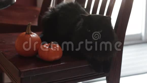 坐在两个小南瓜旁边的黑猫视频的预览图