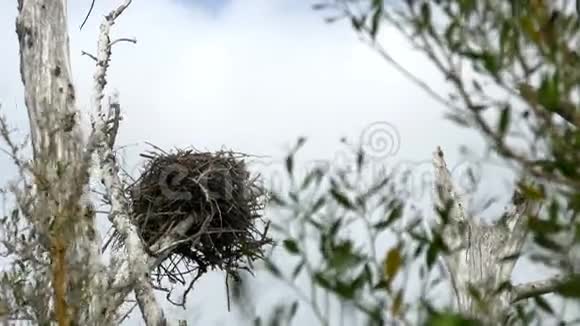 枯树上的鱼鹰鸟窝在风中飘荡四K视频的预览图