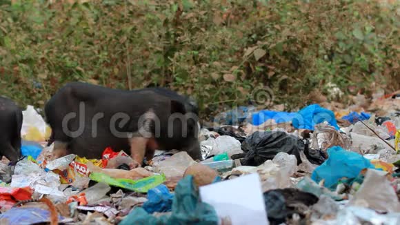 猪在垃圾里喂食视频的预览图