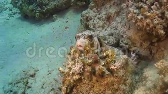 珊瑚礁上的鱼视频的预览图