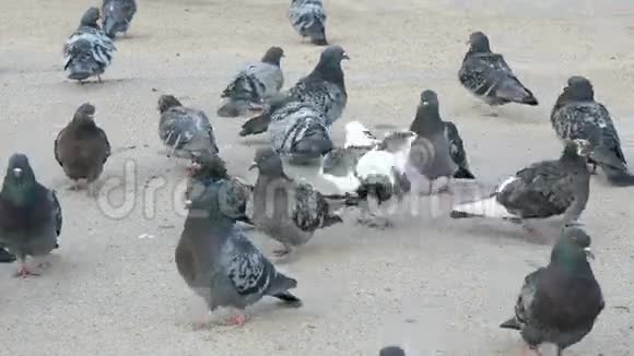 城市公园里的鸽子群视频的预览图