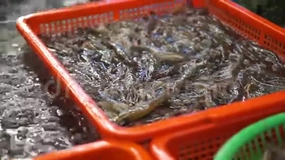 在中国市场上跳跃活海鲜虾手拿大虾出售视频的预览图