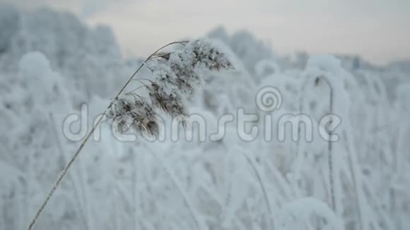 被雪覆盖的树枝视频的预览图