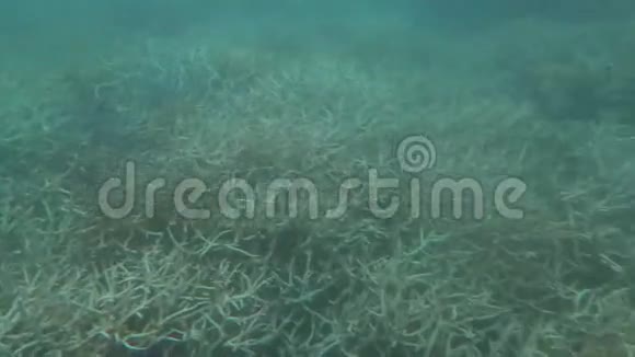 澳洲昆士兰大堡礁漂珊瑚视频的预览图
