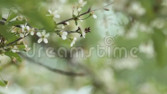 樱花树在春天盛开自然觉醒水果园在开花视频的预览图