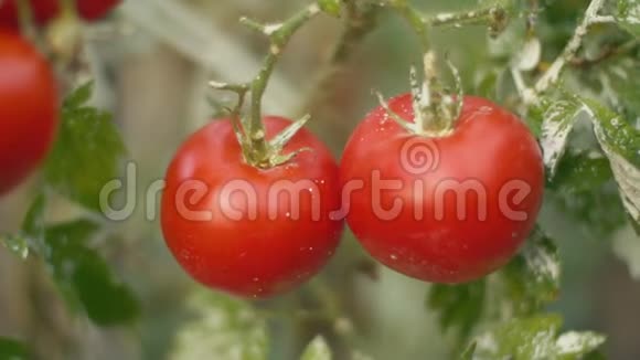 花园里的西红柿特写视频的预览图