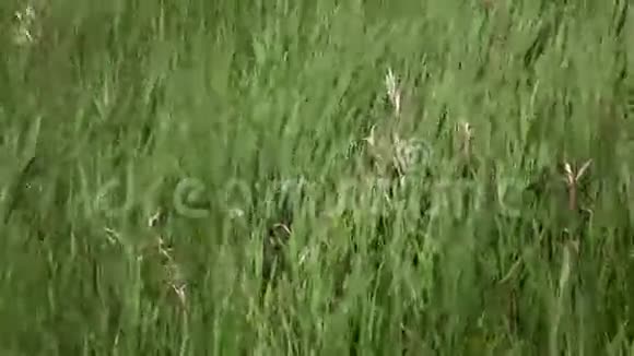草地在风中摇曳的慢动作视频视频的预览图