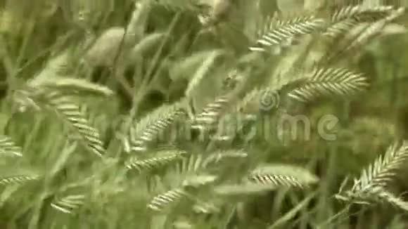 草地在风中摇曳的慢动作视频视频的预览图