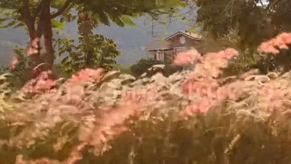 拂晓时风摇着一朵朵的小草迎着热带别墅视频的预览图