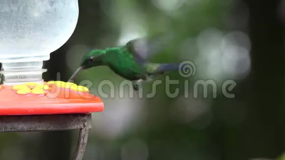 蜂鸟鸟动物野生生物自然视频的预览图