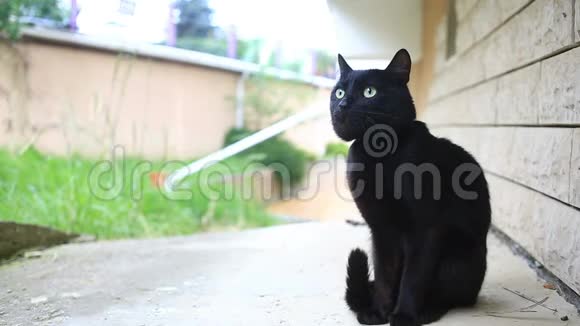 黑猫走在房子的院子里视频的预览图