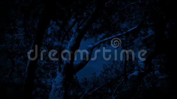 夜晚大风中的树木视频的预览图