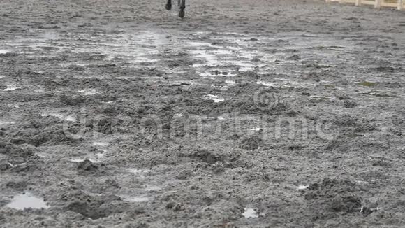 马脚在泥上奔跑在潮湿泥泞的地面上慢跑的种马腿的特写紧紧抓住爪子视频的预览图