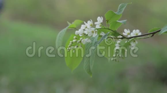 鸟雀花靠近视频的预览图