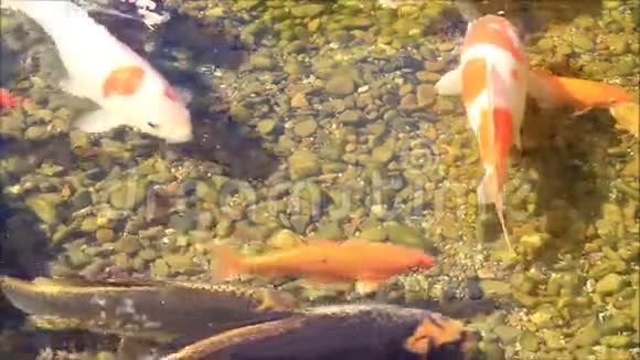 日本锦鲤鱼视频的预览图