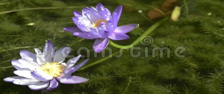 小鱼在两朵莲花下游泳视频的预览图
