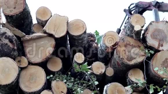 当汽车经过时桦树的原木装在卡车后面视频的预览图