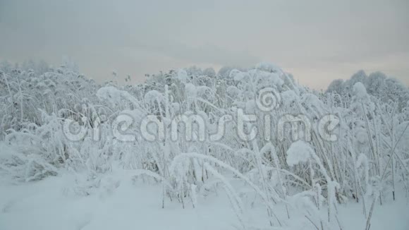 被雪覆盖的树枝视频的预览图