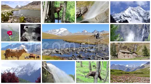 阿尔卑斯山蒙太奇景观动物和人进入野外视频的预览图