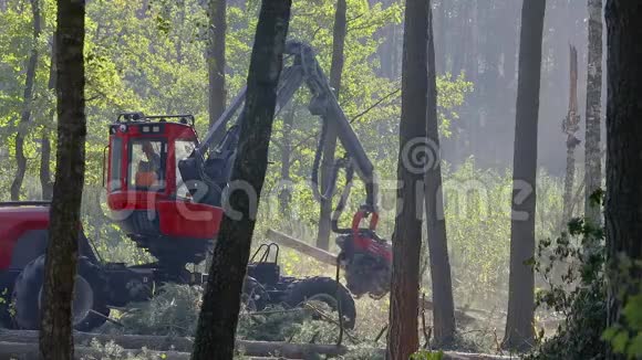 密林中的森林收割机伐木机的工作视频的预览图