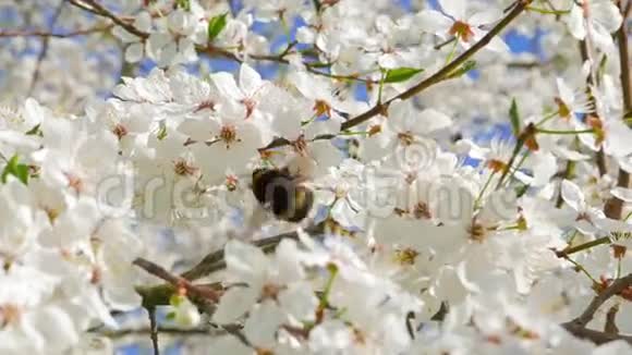 从花中收集花粉的大黄蜂视频的预览图