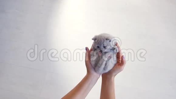 可爱的小猫出生在人类手中视频的预览图