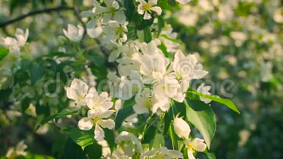 观念的绽放与更新春天盛开的苹果树清新的白花视频的预览图