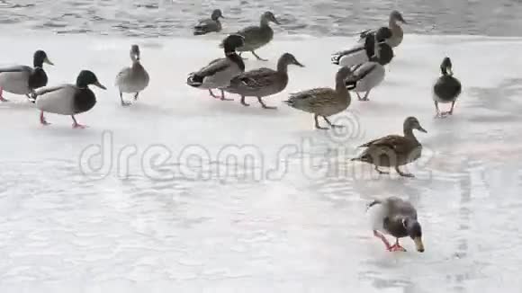 许多野鸭在半冻塘的冰上行走视频的预览图