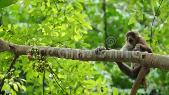 在泰国KhaoYai国家公园玩耍的野生猴子视频的预览图