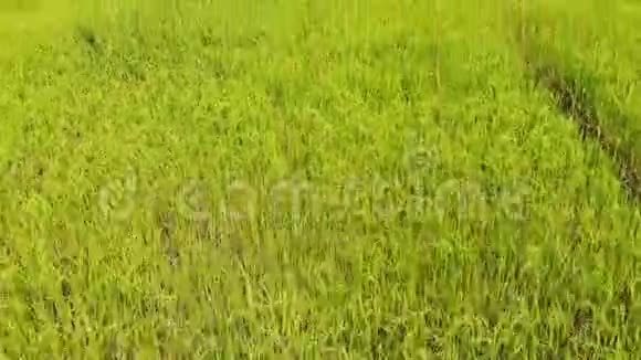 在刮风的日子里从上面的稻田里露出了传统学校画的蓝色视频的预览图