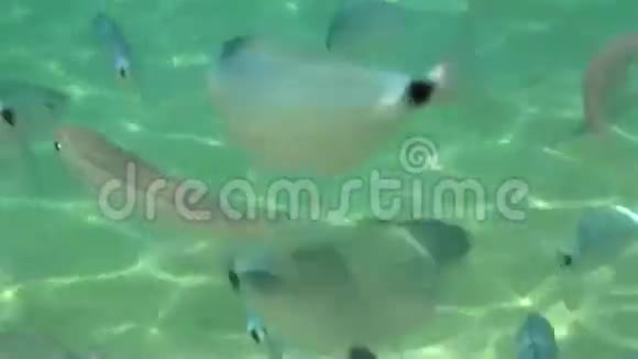爱琴海的鱼学视频的预览图