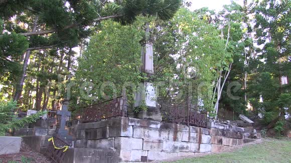 一棵树生长在一个古老的坟墓里视频的预览图