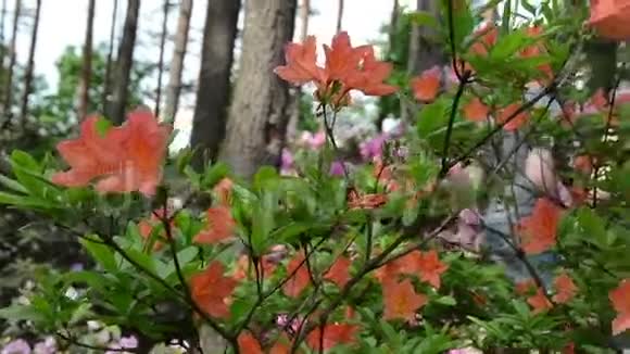 在橘红色杜鹃花植物盛开的地方视频的预览图