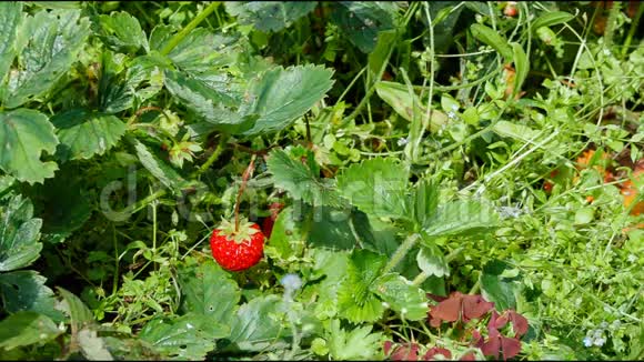 在花园里手工采摘草莓视频的预览图