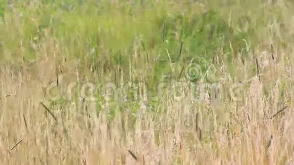 夏天的草叶背景视频的预览图