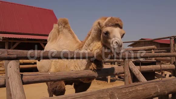 骆驼在动物园里靠近骆驼吃骆驼在木制鸟舍后面吃一只干净的大骆驼视频的预览图
