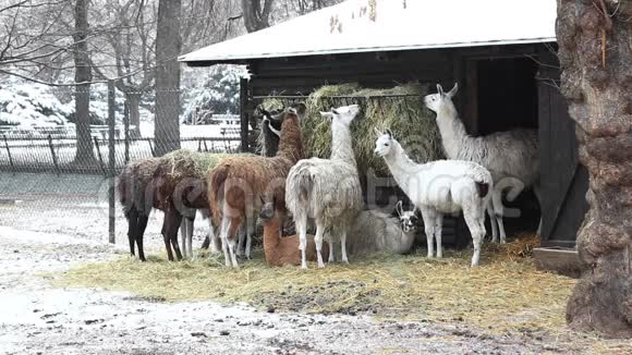 一组美洲驼在冬天觅食视频的预览图