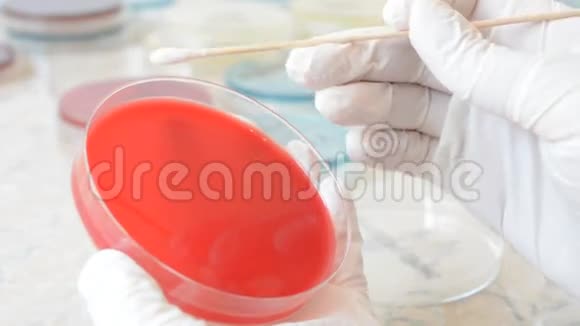 实验室医生用无菌拭子在培养皿上做抗生物图谱视频的预览图