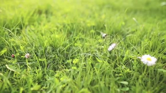 戴西在绿草中靠近视频的预览图
