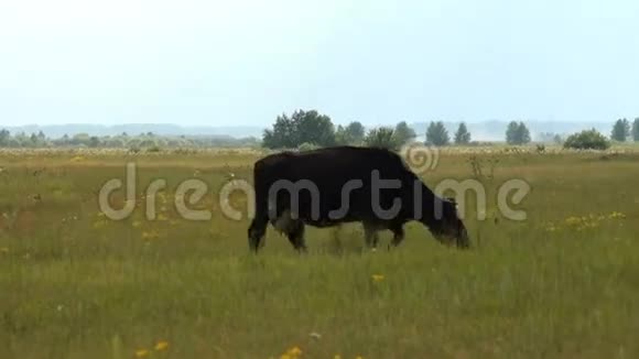 奶牛在牧场上吃草视频的预览图