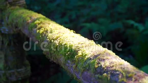 苔藓覆盖着登山步道的木栏杆展示着茂密的森林视频的预览图