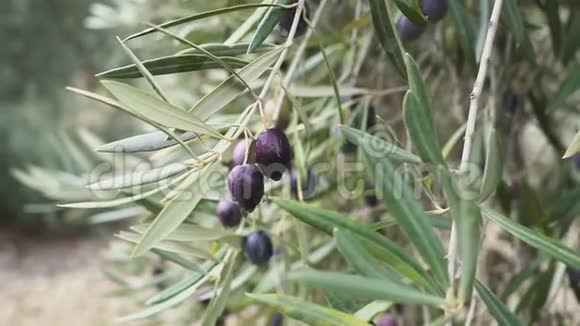 西班牙成熟橄榄与树叶的特写视频的预览图