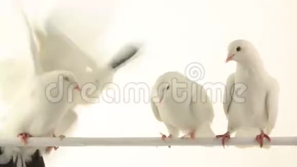 白色鸽子视频的预览图